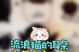 为什么有的流浪猫的耳朵会缺了一角？其实这是对流浪猫的一种保护行为@抖音短视频 #流浪猫 #萌宠 #猫咪视频封面