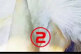 为了这个招牌动作，杨丽萍去掉了6根肋骨，这代价是不是也太大了？#舞蹈 #杨丽萍 #孔雀舞 #最美舞者 #天使视频封面