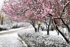 红梅白雪迎新年#喜欢下雪的感觉 #梅花 #雪中美景 #瑞雪兆丰年视频封面