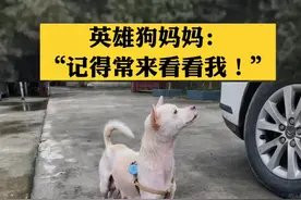 英雄狗妈妈：“记得常来看看我！”#狗妈妈一眼认出曾经救狗的大爷 #感恩 #狗妈妈救自己孩子 @狗妈妈小白视频封面