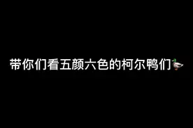 带你们看五颜六色的柯尔鸭们#柯尔鸭 #萌宠出道计划视频封面
