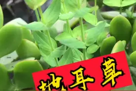 田间一宝地耳草，因生长在天边开小黄花，又被人们叫做田基黄。是清G小能手，民间的一个奇迹！#地耳草 #田基黄视频封面