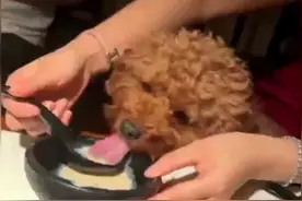 8日13日，江苏无锡#餐厅回应女子用餐厅汤勺喂狗 ：当事人已道歉，用过的餐具都扔了。视频封面