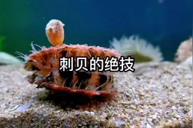 刺贝的绝技#海洋生物 #刺贝视频封面