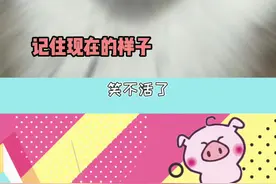 笑不活了！当找了半天的狗子从烟囱里出来，这是刚偷完袈裟回来吧！#狗子 #搞笑 视频封面