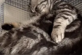 在房间放了宝宝哭的声音，猫以为宝宝醒了，狂奔过去～看它急切的样子，好心酸，不能开这样玩笑了#爱宠治愈季视频封面