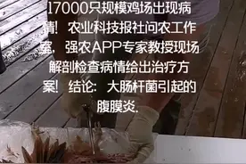 #腹膜炎#鸡病 #养鸡视频封面