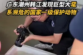 原来西游记里说的老鼋长这样！#潮州韩江发现大鼋，体重近40斤 #广东dou知道视频封面