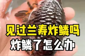 兰寿炸鳞了怎么办…这样试试吧
