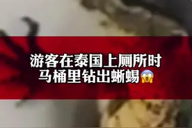 英国地铁报1月26日报道 一英国游客在泰国 #准备上厕所时马桶里钻出蜥蜴，这类生物带轻微毒性，幸无人受伤。视频封面