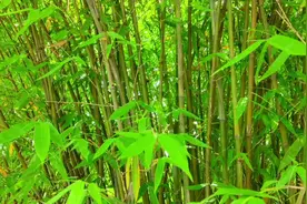 这么细的竹子上珠颈斑鸠竟然在上面做巢繁殖后代视频封面