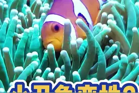 小丑鱼为了当上女王可以选择变性！！你还知道哪些可以改变性别的鱼呢？#海洋生物 #小丑鱼 #海缸 #科普 #自然知识科普