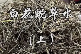 超级难喝的饮料——白花蛇草水，本期我就要为白花蛇草水正名！！！#崂山白花蛇草水 #中药视频封面