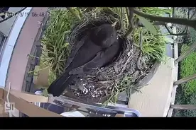 今天给大家介绍一下乌鸫乌鸦和八哥的区别～时间紧凑，加了个速视频封面