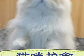 #养猫养猫 #猫 #萌宠 @抖音短视频 猫咪护食你这么做 再也不用担心它呜呜叫了