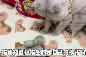 猫爸知道母猫生的是自己的孩子吗？#养宠进阶指南 #喵喵教