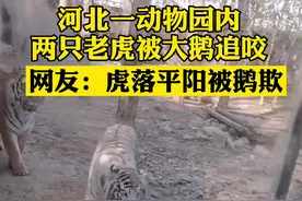 近日，河北保定一动物园内，两只老虎与一只大鹅打闹，大鹅展翅伸脖猛扑向老虎，两度将虎击退#动物 @抖音短视频视频封面