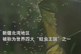 北湾边防连官兵在“蚊子窝”戍守边关！（程鹏飞 王永杰 郑康宁 徐明远 游锐 韩诚 骆鑫）视频封面