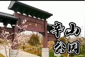 徐州北区辛山公园的樱花漫山遍野一公里之外都能看见山上一片银白视频封面