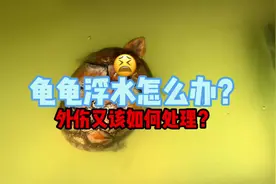 乌龟浮水该怎么办？解决只需这几步🤔#养龟日常 #蛋龟 #养龟人视频封面