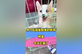 #柯基 #萌宠出道计划 #宠物市场 #柯基幼犬 #柯基柯基 @DOU+小助手 @DOU+上热门  忘了说它的缺点了：爱掉毛 爱拆家 特爱叫 ！视频封面