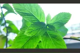 #牙痛或者#口腔溃疡急性发作的时候，嚼几片新鲜#薄荷，清凉止痛#健康#养生 @抖音短视频 视频封面