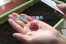 蔬菜播种常规操作 #阳台种菜 #种菜 #学种菜 #楼顶菜园 #播种视频封面