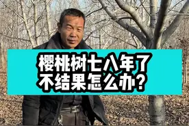 核桃树七八年不结果核桃树修剪 #核桃树 #核桃树苗 #核桃树管理 #核桃树苗栽培技术 #文玩核桃 #果树 #果树修剪 #果树修剪技术 #果树管理 #果树苗#技术分享 #三农 #三农小知识 #农业 #农业种植 #新农人计划2021视频封面