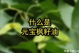 元宝神经酸，神仙往家搬，一款能让您年轻十岁的新资源食品视频封面