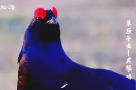 达因苏（第九师一六五团）的明星鸟🐤黑琴鸡🐤🐤🐤视频封面