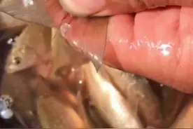 变异了吗，这鱼怎么还长血管了😅#科普 #神奇动物在抖音视频封面