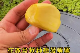 在家盆栽种植菠萝蜜#种菠萝蜜 #菠萝蜜视频封面
