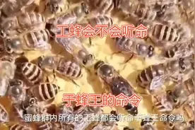 蜂群内的蜂王听命于工蜂吗？#蜂蜜 #养蜂人 #蜜蜂视频封面