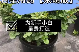 月季病虫害，应广大花友要求，来个新手小白用药简洁版，这下看的明白了吧#月季病害 @抖音短视频视频封面