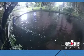 #重庆 一叫名字就出来的明星鱼“莽子”喊不应了！它被四人拉网偷走。#锦鲤视频封面