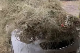 机智！男子发现外面下冰雹，赶紧用稻草将车盖住视频封面