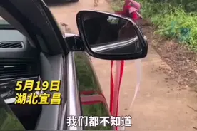 主人出嫁狗狗追车5、6公里 新郎：它以前从不追车 这是第一次视频封面