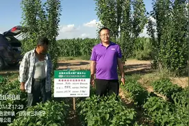 辣椒使用“能百旺”方案：表皮更厚，增重明显！