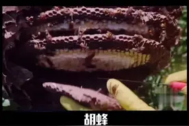 云南美食，中秋必备、高蛋白质的胡蜂，#胡蜂蛹 #美食趣胃计划 @抖音短视频视频封面