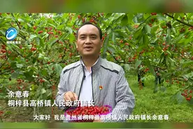 我为桐梓农产品代言｜贵州省桐梓县高桥镇千亩樱桃等你采摘视频封面