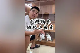 猫今天是送定了，但是我有个问题请教一下评论区各位大神！折耳的后代是一只立耳  那这只立耳到底会不会生出折耳出来啊？？？ #折耳猫 视频封面