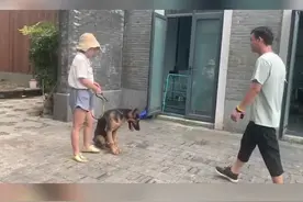 #德牧 一激动就扑人，还跳起来亲你一口，这样的热情我接不住啊！视频封面