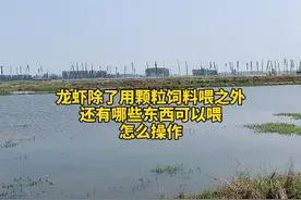 龙虾除了颗粒饲料，还能喂什么，怎么喂 #虾蟹邦  @盱眙龙虾供应链视频封面