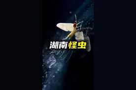 它叫蜉蝣，它不吃不喝，不会咬人！#自然科普 #奇妙的动物 #奇妙知识在抖音 #科普 #涨见识视频封面