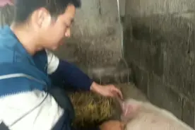 猪猪高烧不退，肌肉注射没有用，改为静脉输液，效果很好哦视频封面