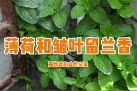 #一点植物学 #星河知识计划 薄荷和皱叶留兰香，不一样的样子，不一样的味😄视频封面