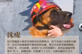 正常狗狗都能活到12-15岁、而他们因为高强度的工作，很少有超过8岁的！#军犬 #警犬 #搜救犬 #忠诚狗狗视频封面