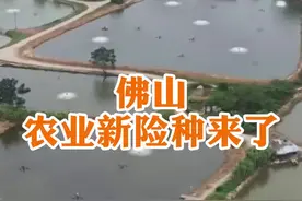 佛山农户吃下“定心丸”！生猪、水产、花卉都能买保险啦！#佛山#农户#保险 视频封面