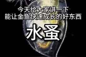#水蚤 #水蚤家庭繁殖方法 #家庭水蚤培养 #金鱼最好的食物 #兰寿喂什么长的最快 #金鱼兰寿视频封面