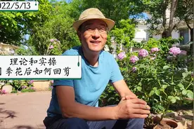 理论和实操，月季春花后如何回剪#月季#修剪#花后回剪#橘子陈视频封面